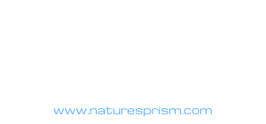 NP Logo